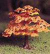 Shade Trees -- Autumn