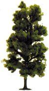 Deciduous Trees -- Beech 6" 15cm Tall
