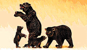 Animals -- Black Bears