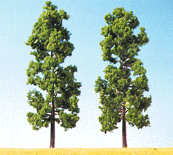 Beech Trees -- 7" (18cm)