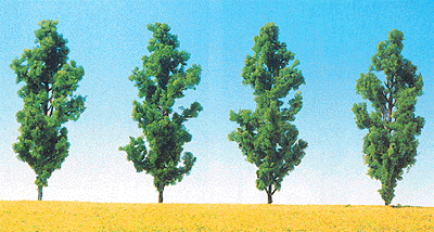 Poplar Trees -- Black, Medium