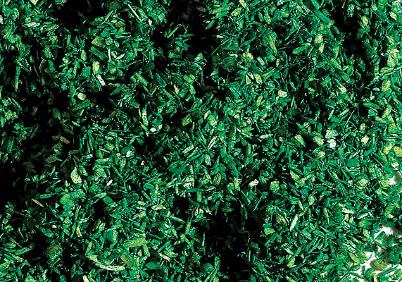 Ground Cover -- Forest Green