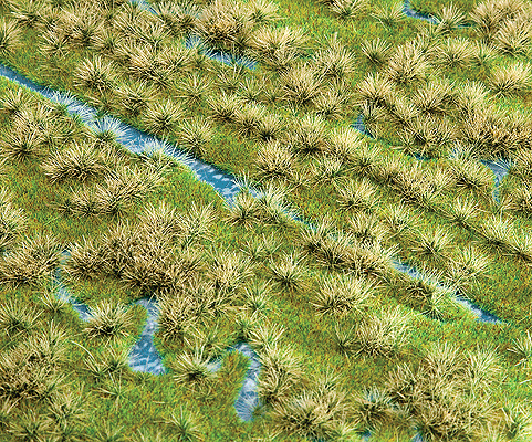 Ground Cover -- Field w/Stream