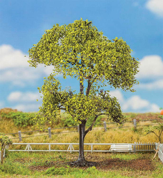 Premium Beech Tree -- 5-1/2" 14cm