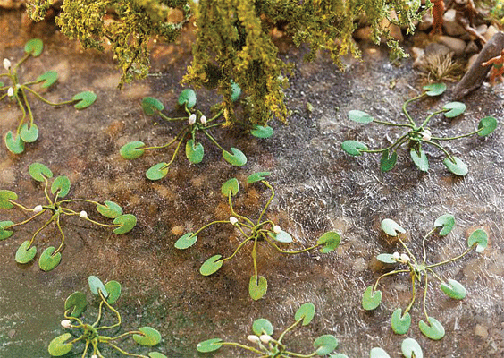 Waterlillies -- pkg(12)