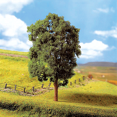Premium Deciduous Trees -- Ash 8" 20cm
