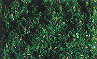 Ground Cover -- Forest Green