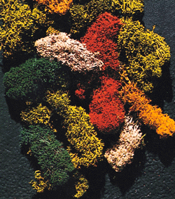 Lichen - 5 Assorted Colors