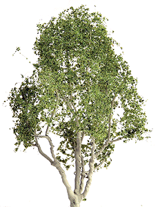 Snow Gum Trees - Professional Series -- 2" 5.1cm pkg(4)