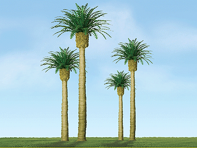 Phoenix Palm Tree -- 3" pkg(3)