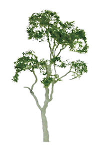 Gum Tree -- 1-1/2" pkg(6)