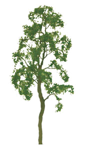 Birch Tree -- 1-1/2" pkg(6)