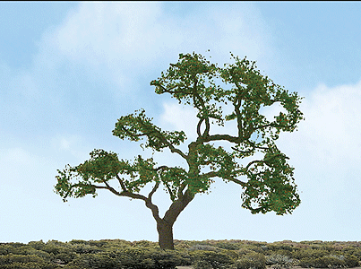 Beech Tree -- 3" pkg(2)