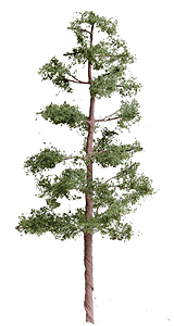 Pine Tree -- 6"