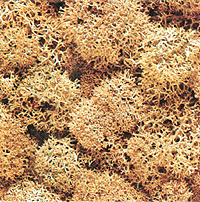 Lichen -- Medium Gray