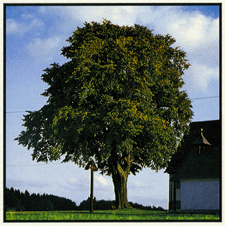 Tree deciduous 8-12" H 2/