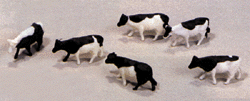 Cow Assortment -- Black & White #2
