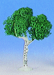 White birch trees