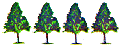 Small evergreen trees