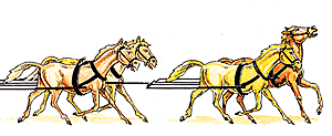Animals -- Horse Teams
