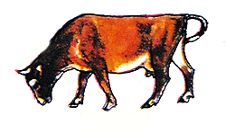 Cow eating