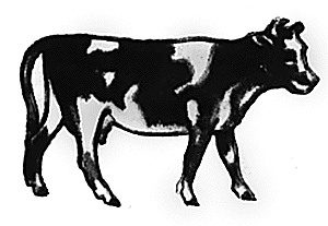 Cow standing #1