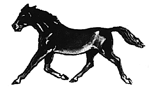 Horse trotting