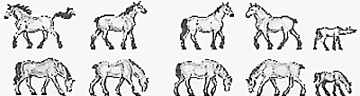 Animals -- Work Horses