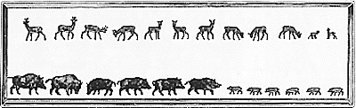 Animals -- Does & Wild Boars