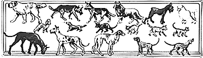 Animals -- Dogs & Cats