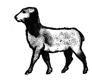 Sheep walking head high