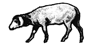 Sheep walking head down