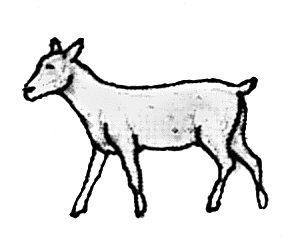 Goat walking