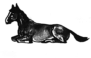 Horse lying legs down