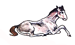 Horse lying w/1 leg up
