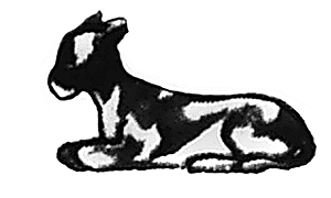 Calf lying
