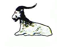 Billy goat lying