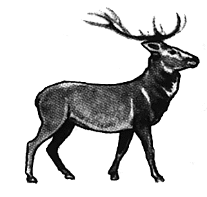 Red stag walking