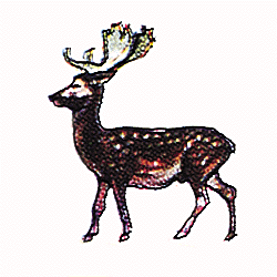 Fallow deer stag