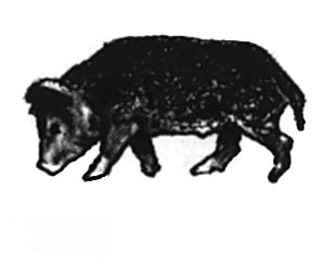 Wild boar head down