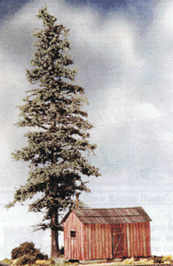 Logging Bunkhouses