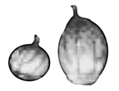 Pumpkins ( 6 )