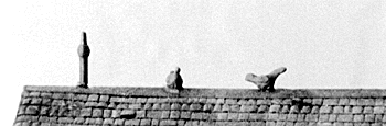 Pigeon 6/