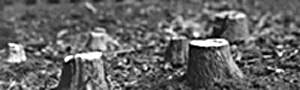 Tree Stumps -- Small