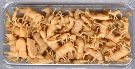 Animals -- Unpainted pkg(72)