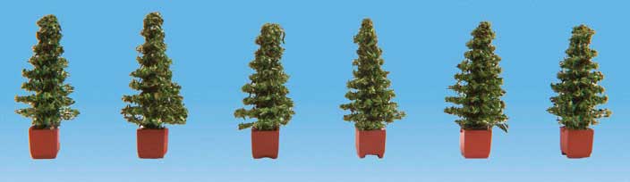 Potted Pine Trees -- Thuja pkg(6)