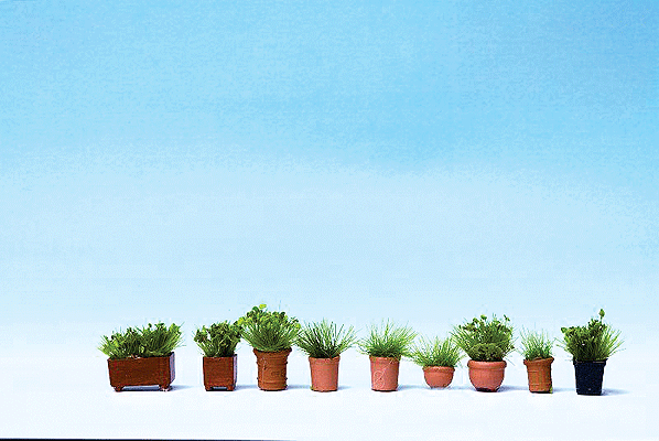 Foliage Plants in Flower Pots -- pkg(9)