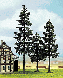 Conifers -- Firf 6-3/4"