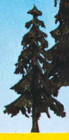 Conifers -- Spruce 4.3"