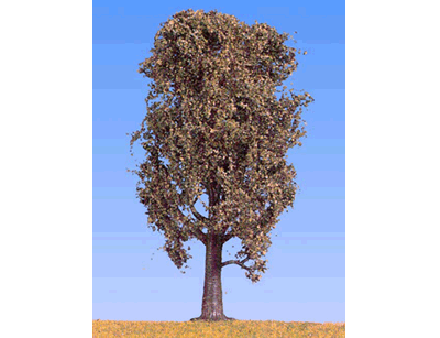 Beech Tree -- 5.7" High